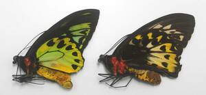 外国産蝶標本―１９９８年３月採集のプリアムス♂♀（クル島）―低額スタート！