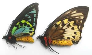 外国産蝶標本―1997年1月採集―最高ランクの青メガネアゲハ♂♀（Nggela島）