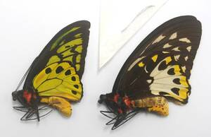 外国産蝶標本―1985年5月採集―テクラス♂♀（ビアク島）