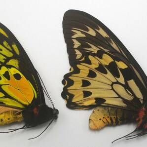 外国産蝶標本―1985年10月採集―最高ランクのリディウス１♂２♀（ハルマヘラ島）の画像2