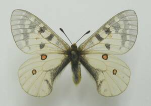外国産蝶標本―１９８７年７月野外採集―北アメリカのパルナシウス♂