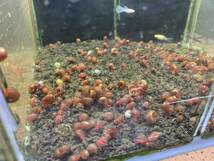 レッドラムズホーン　100匹　　　苔処理　残餌処理　水槽の掃除屋さん　繁殖力抜群　熱帯魚水槽に_画像3