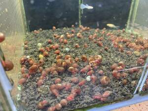 レッドラムズホーン　100匹　送料無料　　苔処理　残餌処理　水槽の掃除屋さん　繁殖力抜群　卵生メダカに