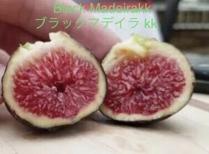  イチジク　穂木　Black Madeira kk 世界一美味しいイチジク　(BMkk) 