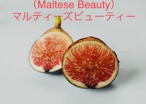  イチジク　穂木　（Maltese Beauty）マルティーズビューティー　高級イチジク 2