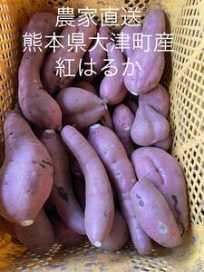 貯蔵品　優品　5キロ　さつまいも　紅はるか　からいも　甘藷　熊本県　大津町　農家直送　名産品　焼き芋