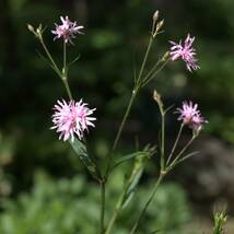 【八重咲】 リクニス フロスククリ ペティットジェニー　宿根草　山野草_画像3