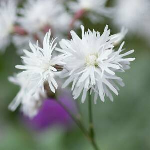 【八重咲】 リクニス フロスククリ プチヘンリ　宿根草　山野草