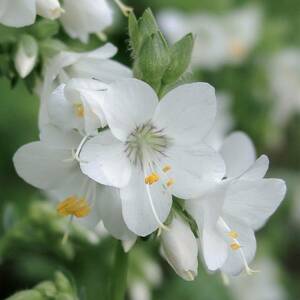 ポレモニウム カルネウム アルバ　宿根草　山野草