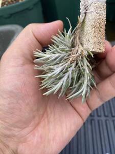 Tillandsia capillaris Violet Flower (AB872047) Argentina 80k East of Cachi on State Highway 33 Andrew Flower 採取