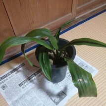 オモト「原種系」　鉢植え　縁起物　観葉植物　古典植物　徳川家康　富貴蘭　セッコク　春蘭_画像6