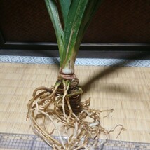 オモト「青甲龍実生」　　縁起物　観葉植物　古典植物　徳川家康　富貴蘭　セッコク　春蘭　アガベ_画像4