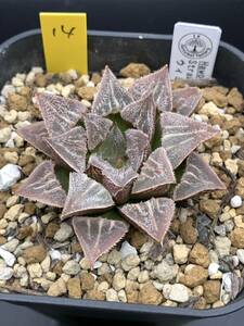 (14)ハオルチア Strawberry Soul ウィミー交配種No.174 多肉植物 Haworthia ハオルシア