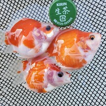 【越後玉サバ】2023年産玉サバ短尾 赤勝ち更紗3匹 8.5cm前後 ”親魚に金副使用！D-28_画像4