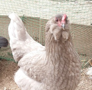 かわいいアローカナの美味しい有精卵5個 (おまけ1個)　食品　放し飼い