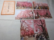 戦前　絵葉書6枚　タトゥ　仙台名所　老桜満開の光景_画像1