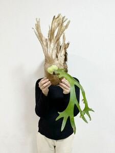 B9 トキントキンの貯水葉 ▽P.willinckii Wild Java▽ ジャワ島産　ウィリンキー　ワイルド【PLANET】ビカクシダ