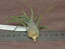 Tillandsia pruinosa Guatemala チランジア・プルイノーサ グアテマラ■エアプランツEP★第四種送料別途★税別1円～!!_画像2