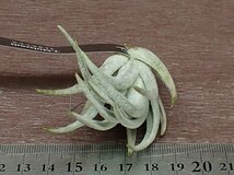 Tillandsia mitlaensis チランジア・ミトラエンシス■エアプランツEP★第四種送料別途★税別1円～!!_画像3