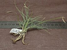 Tillandsia mallemontii チランジア・マレモンティ■エアプランツPR★第四種送料別途★税別1円～!!_画像2