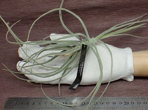 Tillandsia mallemontii チランジア・マレモンティ★エアプランツEP★第四種送料別途★税別1円～!!