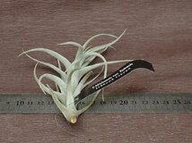 Tillandsia mitlaensis v.tulensis チランジア・ミトラエンシス トゥレンシス●エアプランツEP★第四種送料別途★税別1円～!!_画像2