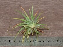 Tillandsia ionantha チランジア・イオナンタ●エアプランツSE★第四種送料別途★税別1円～!!_画像2