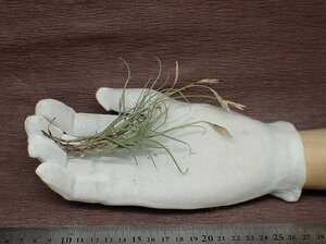 Tillandsia mallemontii チランジア・マレモンティ●エアプランツPR★第四種送料別途★税別1円～!!