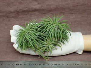 Tillandsia ionantha 'Huamelula' チランジア・イオナンタ ウアメルラ★エアプランツKK★第四種送料別途★税別1円～!!