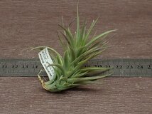 Tillandsia aeranthos 'Bronze' チランジア・アエラントス ブロンズ●エアプランツTI★第四種送料別途★税別1円～!!_画像2