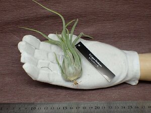 Tillandsia caput-medusae チランジア・カプトメデューサエ■エアプランツEP★第四種送料別途★税別1円～!!