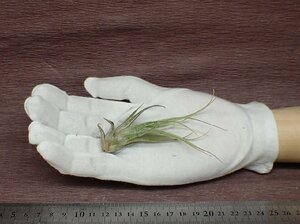 Tillandsia ehlersiana チランジア・エーレルシアナ■エアプランツTI★第四種送料別途★税別1円～!!