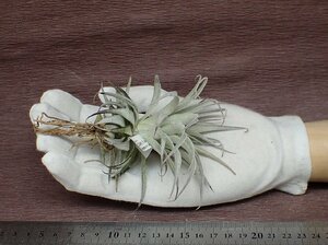 Tillandsia gardneri v.rupicola チランジア・ガルドネリ ルピコラ■エアプランツTI★第四種送料別途★税別1円～!!