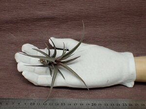 Tillandsia erici チランジア・エリシー■エアプランツPR★第四種送料別途★税別1円～!!