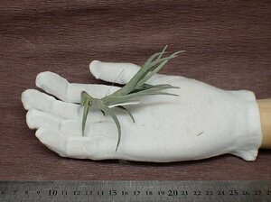 Tillandsia albertiana x T.edithae チランジア・アルベルティアナxエディシアエ■エアプランツPR★第四種送料別途★税別1円～!!