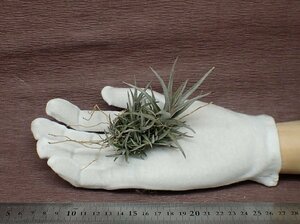 Tillandsia 'Mystic Burgundy' チランジア ミスティックバーガンディ★エアプランツPR★第四種送料別途★税別1円～!!