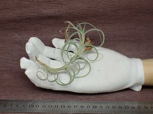 Tillandsia crocata 'Giant' チランジア・クロカータ ジャイアント●エアプランツPR★第四種送料別途★税別1円～!!