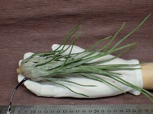 Tillandsia paraensis チランジア・パラエンシス★エアプランツEP★第四種送料別途★税別1円～!!