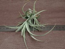 Tillandsia lorentziana form1 チランジア・ロレンジアナ フォーム1★エアプランツPR★第四種送料別途★税別1円～!!_画像3