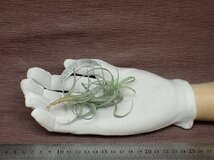 Tillandsia nana チランジア・ナナ●エアプランツEP★第四種送料別途★税別1円～!!_画像1