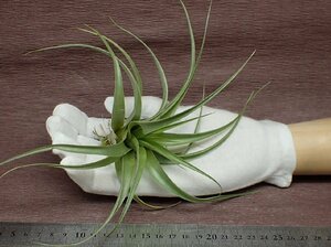 Tillandsia schreiteri チランジア・シュレイテリー★エアプランツDP★第四種送料別途★税別1円～!!