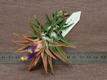 Tillandsia ionantha v.vanhyningii special form イオナンタ バンハイニンギー★エアプランツKK★第四種送料別途★税別1円～!!_画像3