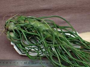 Tillandsia bulbosa Giant form チランジア・ブルボーサ ジャイアントフォーム★エアプランツKK★第四種送料別途★税別1円～!!