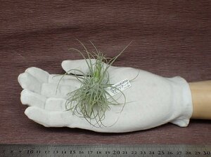 Tillandsia magnusiana チランジア・マグヌシアーナ●エアプランツCO★第四種送料別途★税別1円～!!