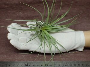 Tillandsia stricta 'Hard Leaf' チランジア・ストリクタ ハードリーフ★エアプランツCO★第四種送料別途★税別1円～!!