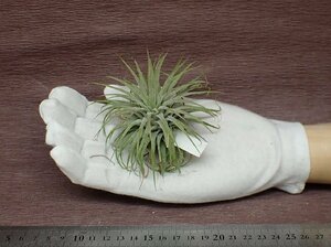 Tillandsia ionantha 'Snowball' チランジア・イオナンタ スノーボール■エアプランツTI★第四種送料別途★税別1円～!!