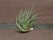 Tillandsia albertiana x T.argentina チランジア アルベルティアナxアルゼンチナ■エアプランツPR★第四種送料別途★税別1円～!!_画像2