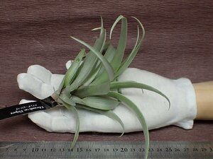 Tillandsia secunda vivipara チランジア・セクンダ ビビパラ★エアプランツEP★第四種送料別途★税別1円～!!