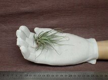 Tillandsia ehlersiana チランジア・エーレルシアナ●エアプランツSE★第四種送料別途★税別1円～!!_画像1