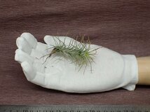 Tillandsia funckiana チランジア・フンキアナ■エアプランツSE★第四種送料別途★税別1円～!!_画像1